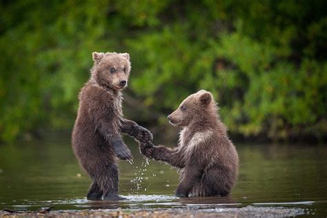 Two Bears Aww