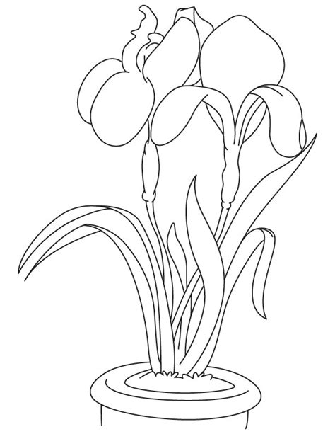 iris flower coloring pages printable coloring pages