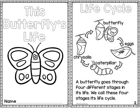 butterfly life cycle printable reader  comprehension printable