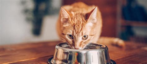 foods  cat shouldnt eat