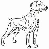 Coloring Pages Dog Weimaraner Hunting Getdrawings Realistic sketch template