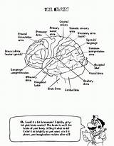 Nervous Physiology Colouring Printable Anatomie Ausmalbilder Biologie Nurse Workbook Vicoms Getdrawings Coloringhome Nurses sketch template