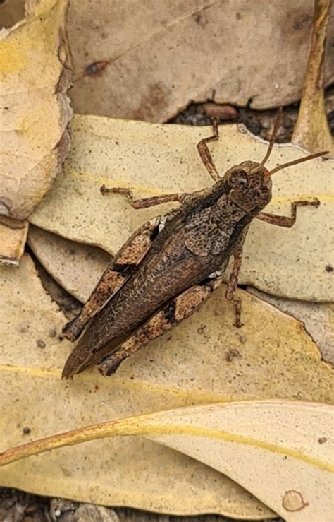 wingless grasshopper  jerdacuttup wa  australia  march