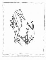 Seaweed Seahorse Activities Wonderweirded Designlooter sketch template