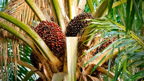 palm oil           mayella organics