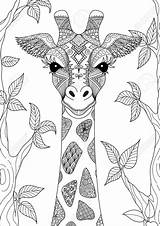 Giraf Mandalas Jirafa Dieren Kleurplaat Handgetekende Dibujos Zendoodle Dibujada Adultos Handgezogene Tekening Vektoren Teken Hoe Giraffes Adulto Kostenlos Zentangle Volwassenen sketch template