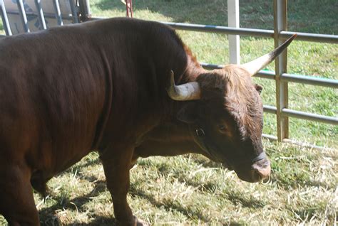 bull  stock photo public domain pictures