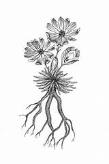 Bitterroot Botanical sketch template