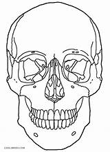 Coloring Skull Anatomy Pages Printable Skulls Choose Board Sheets Halloween Kids Skeleton sketch template