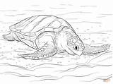 Coloring Pages Turtle Sea Ridley Olive Baby Mommy Drawing Supercoloring Printable Template Templates sketch template