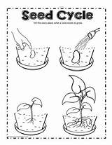 Cycle Seeds Grows Comestibles Plantes Becomes Worksheetplace sketch template