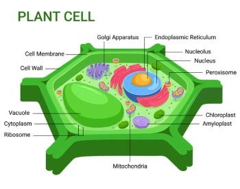 plant cell facts  kids learn  plant cells