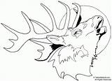 Elk Coloring Pages Head Drawing Deer Printable Moose Print Line Bull Buck Easy Clip Drawings Tailed Adult Clipart Template Face sketch template