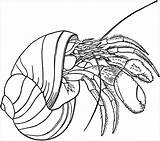 Hermit Crab sketch template