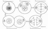 Mitosis Cycle Phases Interphase Prophase Metaphase Anaphase Telophase Biologycorner sketch template