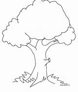 Tree Drawing Pecan Coloring Pages Kids Paintingvalley Drawings Popular sketch template