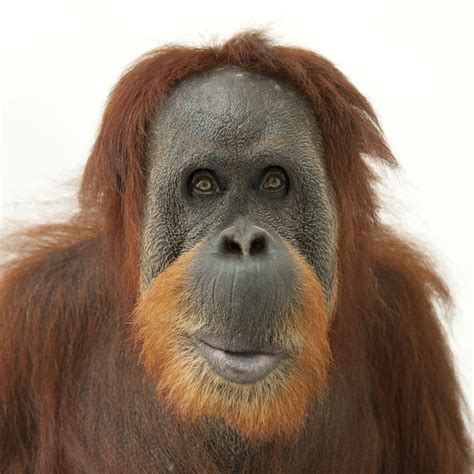 orangutan facts  classified   genus pongo orangutans  considered