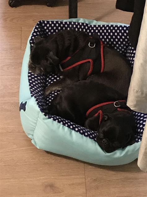 black dogs laying   blue dog bed