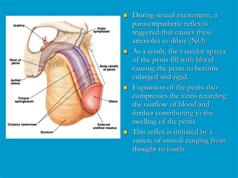 ppt physiology of reproduction powerpoint presentation