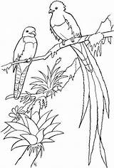 Quetzal Kleurplaten Parkiet Parkieten Guatemala Aves Adults Work Resplendent Plumage Portones Azulejos Pinturas Pintados Pájaros Rodos Uitprinten Kleurplaat Downloaden Imprimir sketch template