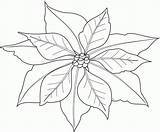 Poinsettia Outline Coloring Popular sketch template