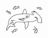 Hammerhead Pesci Coloringbay Colorare Whale sketch template
