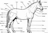 Horse Anatomy Coloring Pages Printable Horses Kids Parts Color Print Stall Labeled Book Puzzles Sheet Realistic Animal Chart Jumping Breyer sketch template