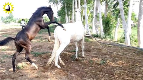 indian horse youtube