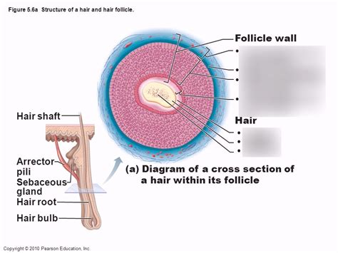 cross section   hair follicle diagram diagram quizlet