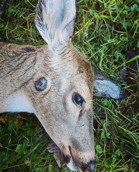 5 Photos Of Deer Warts Or Cutaneous Fibromas