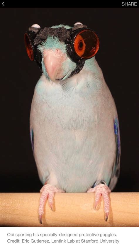 goggled parrot  science aviator goggles bird funny parrots