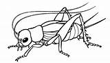 Cricket Coloring Pages Animal Printable Insects sketch template