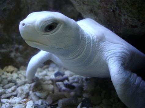 schildpad az lijst van  zeldzame albino dieren fotos baby sea turtles cute turtles