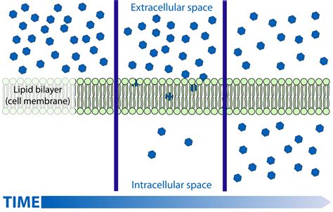 cell membrane wikiversity