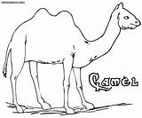 Camel Coloring Pages Colorings sketch template