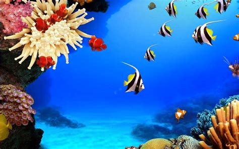 peces de arrecifes bienvenidos