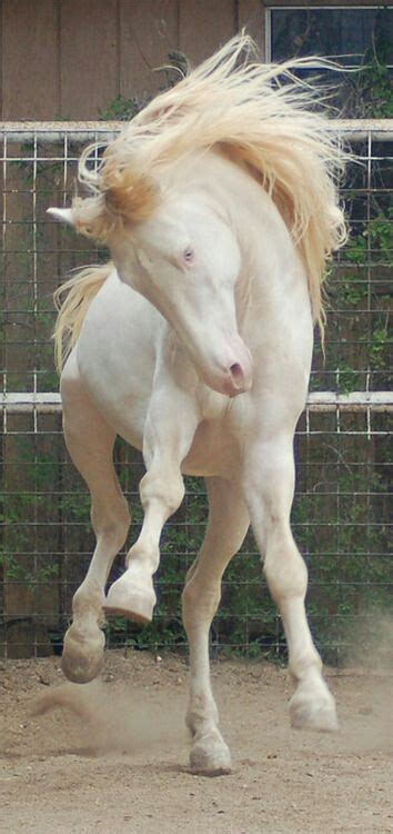 list   rare albino animals pics biale konie piekne konie konie