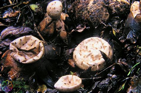 paddenstoel  zwam peperbus