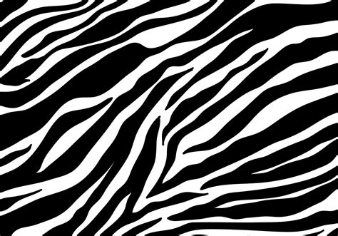 zebra  vector art   downloads
