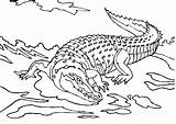 Coloring Pages Crocodile Crocodiles Krokodil Keyword sketch template