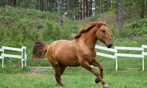 stallion horse     horsessaddlecom