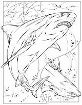 Coloring Pages Kids Shark National Geographic Color Basking Printable Animals Book Animal Colouring School Books Print Getcolorings Ocean Comments Nationalgeographic sketch template