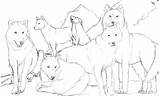 Coloring Wolf Pack Pages Wolves Anime Comments sketch template