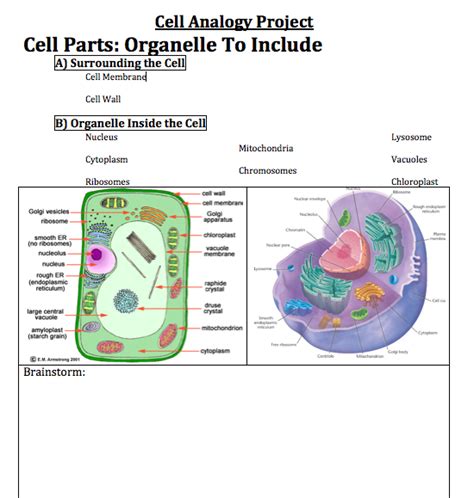 Bio Cell Analogy Zannie S Science Page