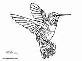 Hummingbird Pages Realistic Coloirng Printable Coloring Kids Print Color sketch template