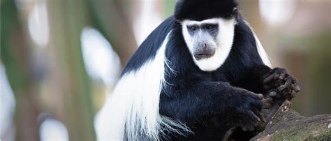colobus monkey african wildlife foundation