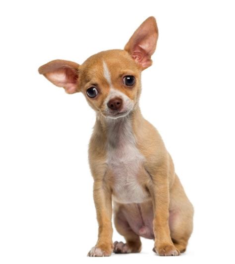 chihuahua breed information   thriftyfun