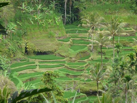 bali rice terraces alis adventures