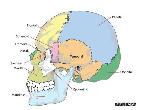 bones   skull skull osteology anatomy geeky medics