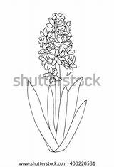 Hyacinth Template Coloring Flower Vector Pages sketch template